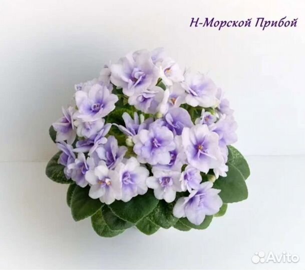 Фиалка мини