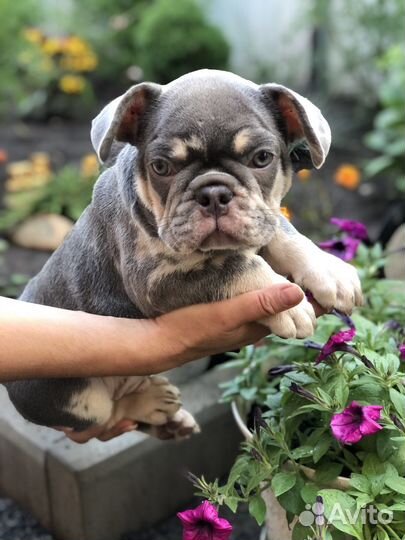 Французики