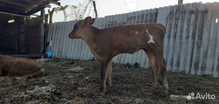 Корова с теленком