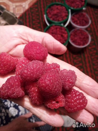 Саженцы ремонтантной малины