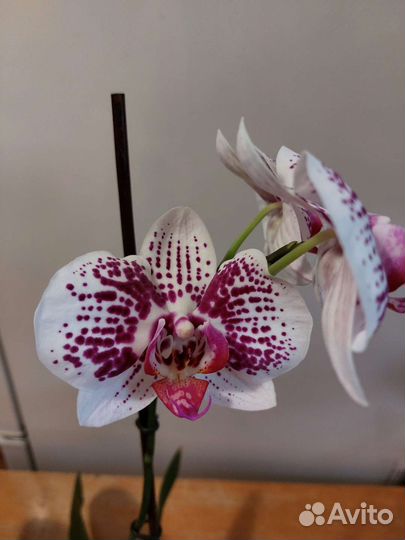 Комнатные цветы, растения