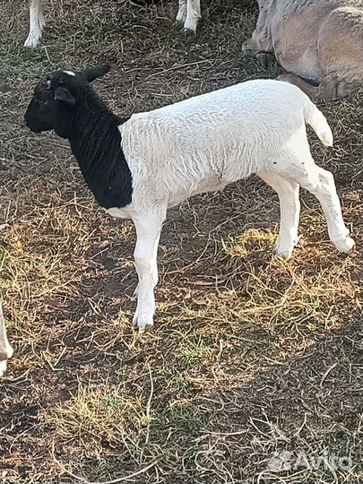 Баран дорпер