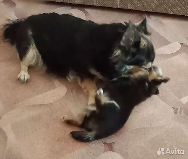 Чихуахуа