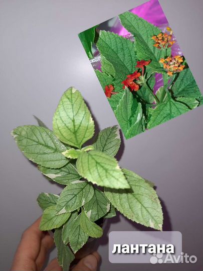 Комнатные цветы