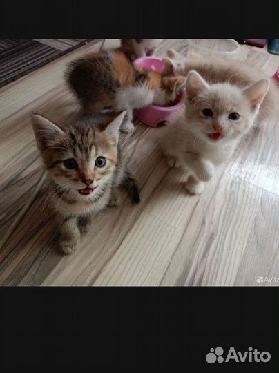 Милые котята в добрые руки