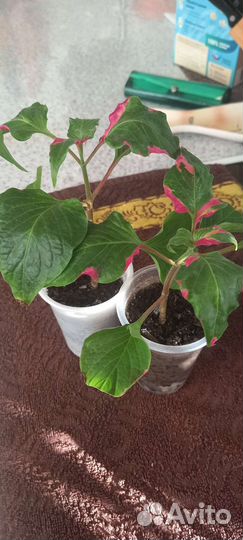 Комнатные растения