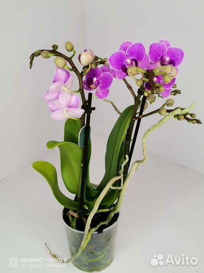 Орхидея мультифлора Вайолет квин