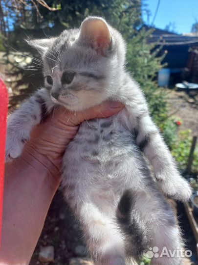 Шотландские котята