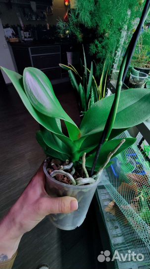 Орхидея фаленопсис