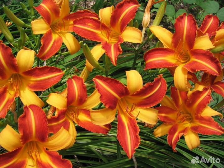 Лилейник frans hals