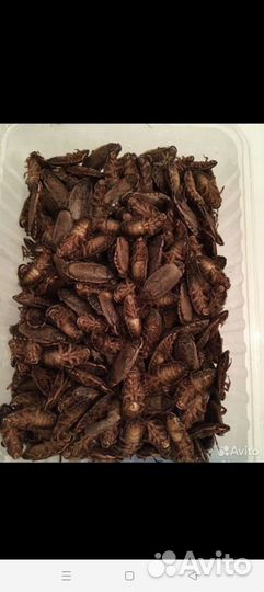 Мраморные тараканы