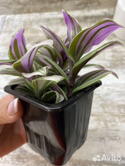 Традесканция розовая