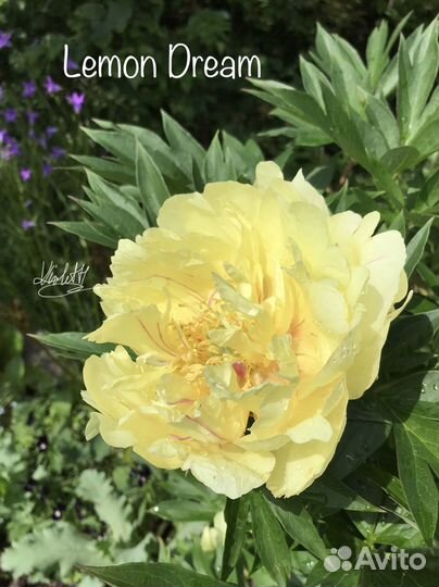Пионы Sunny Girl, Lemon Dream и др