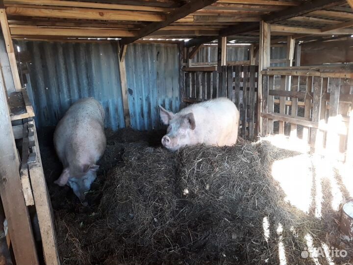 Хряк ландрас