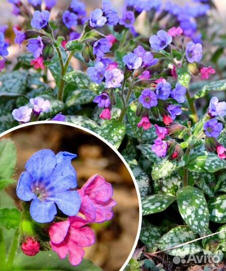 Медуница сахарная пестролистная