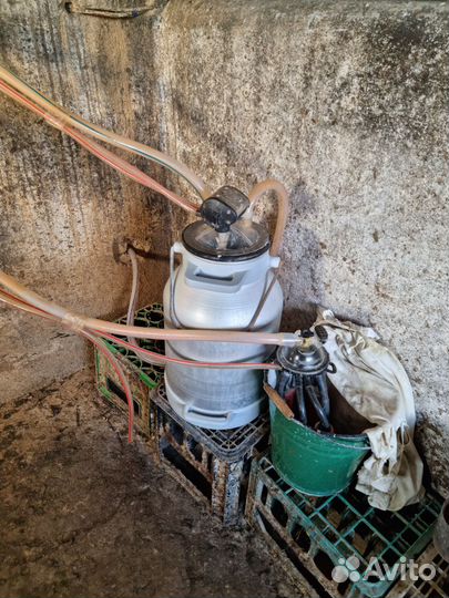 Доильный аппарат для коров бу