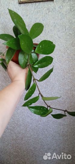 Хойя/ восковой плющ