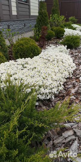 Многолетники