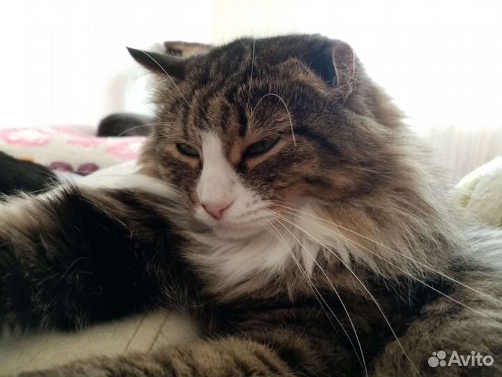 Шанти в любящие ручки