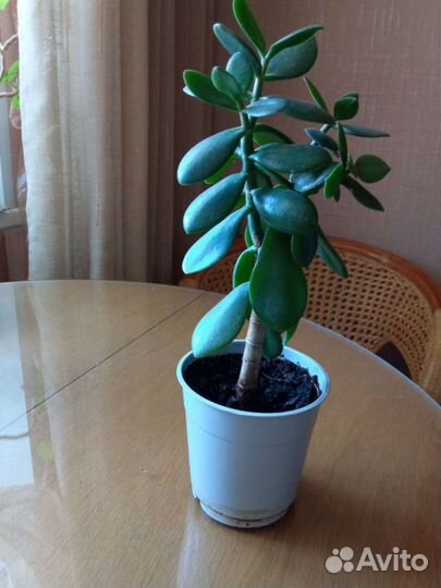 Толстянка(денежное дерево)