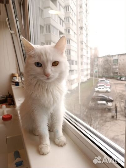 Кошка турецкая ангора