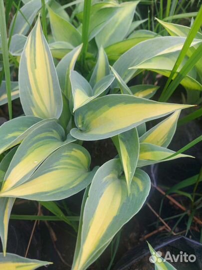 Хоста Catherine