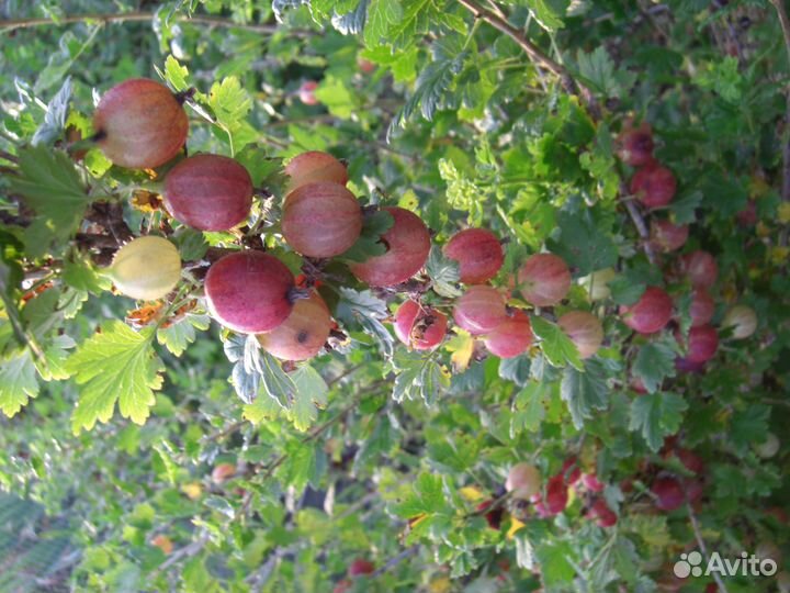 Крыжовник Пакс (саженцы) осень 2023 г