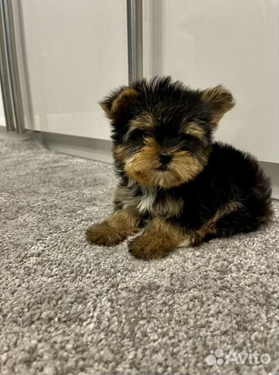 Щенки йоркширского терьера