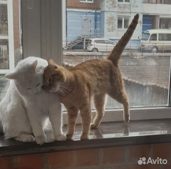 Классные котики