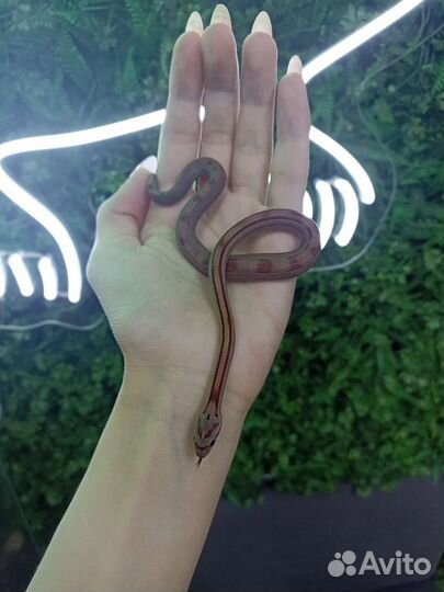 Маисовый полоз