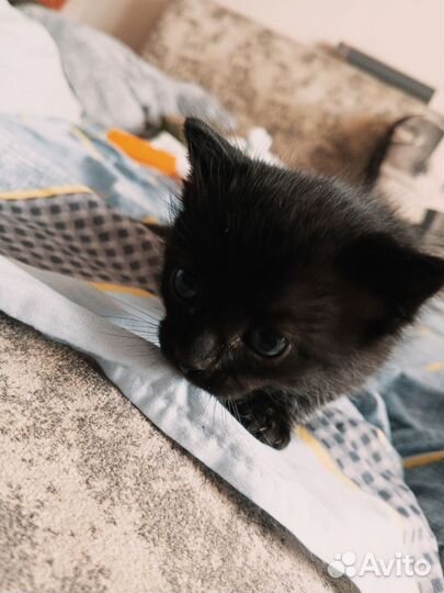 Котёнок метис