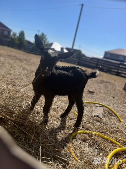 Козлята чистопородные Альпийские и Нубийские