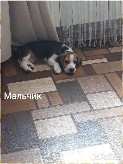 Вязка кобеля бигля