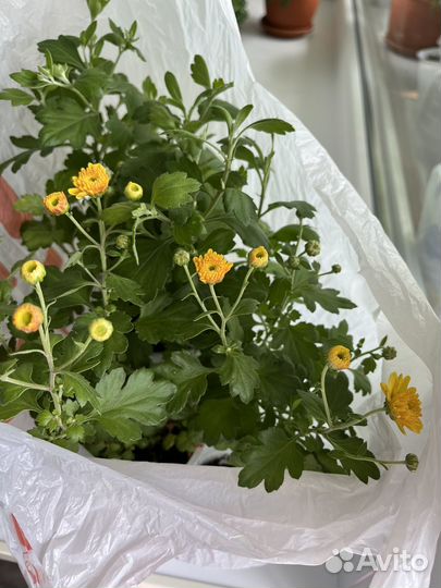 Хризантема