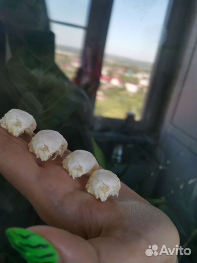 Черепа крольчат