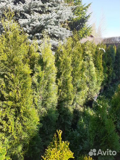 Туя Смарагд