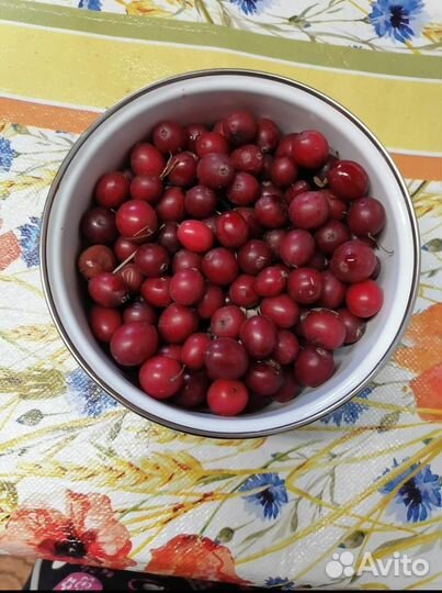 Саженцы клюквы