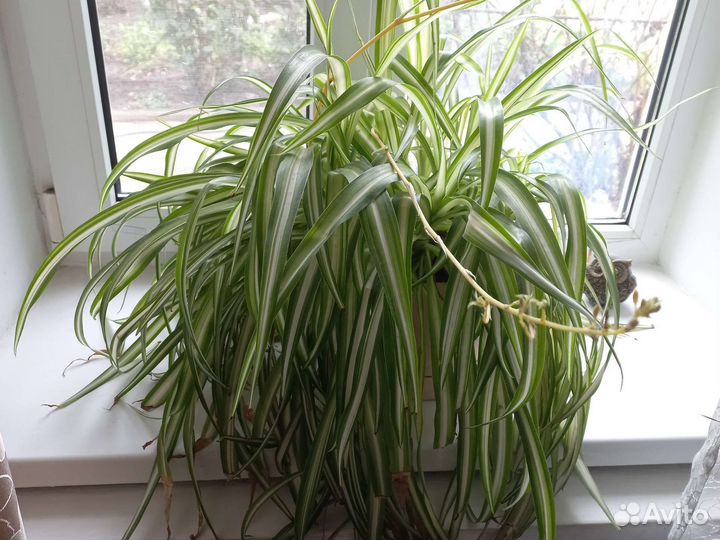 Хлорофитум цветок