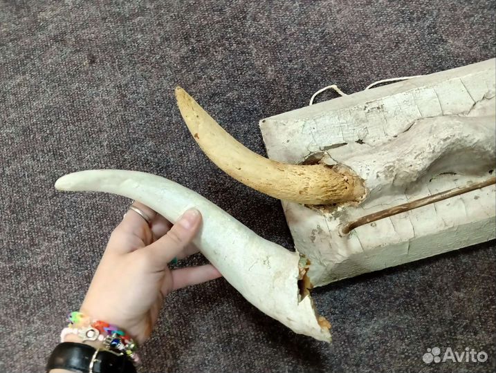 Настенная вешалка рога