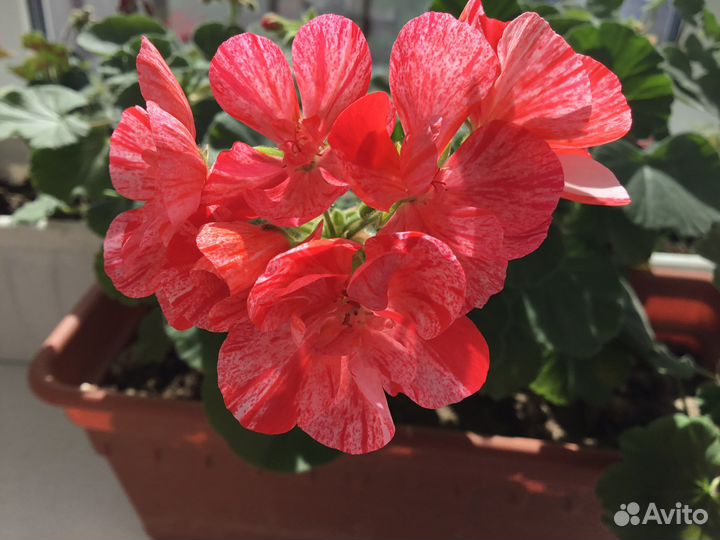 Комнатные цветы