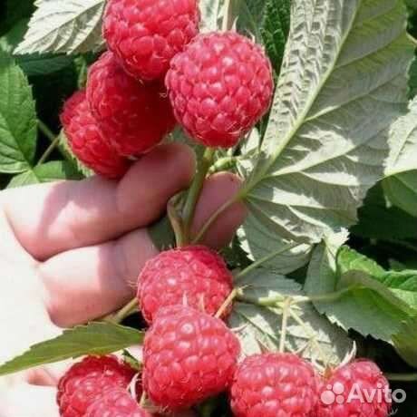 Саженцы Малина сортовая