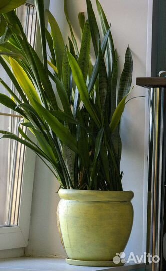 Сансевиерия