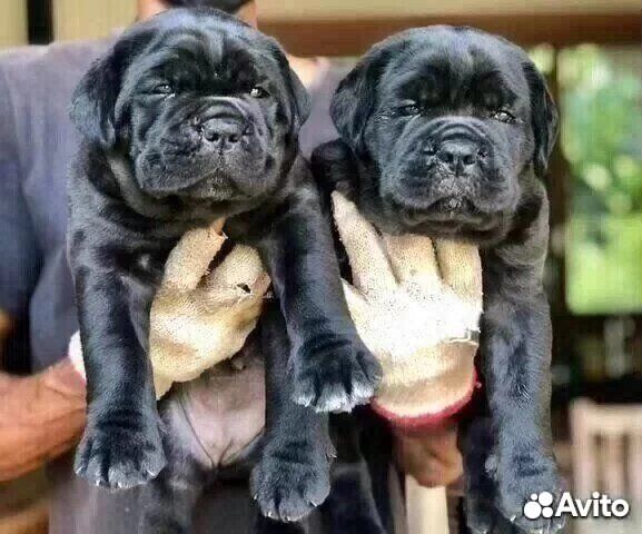 Кане Корсо Неподкупен