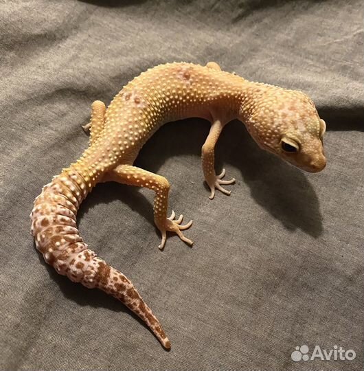 Ручной Эублефар. Самка 2018г