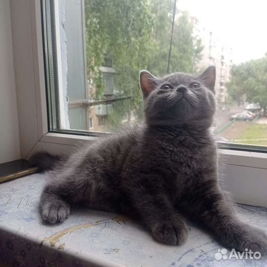 Британская кошка в дар