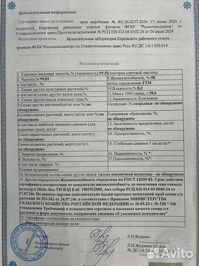 Семена оз.пшеницы элита Алексеич,Гром