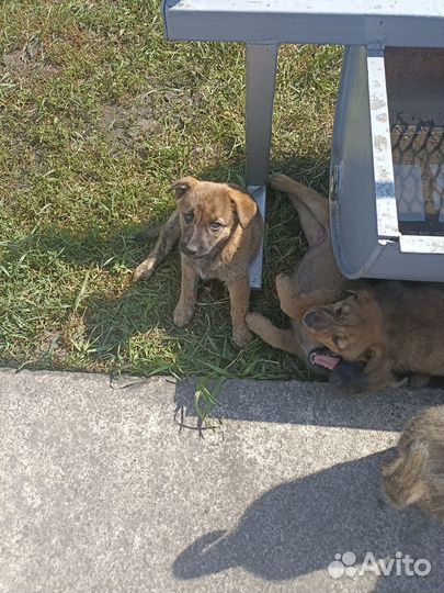 Отдаю щенка