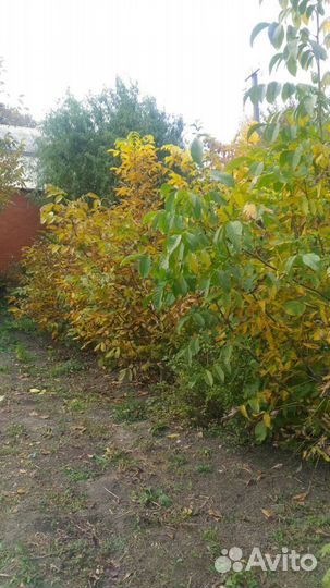 Грецкий орех саженцы,гиганты плоды