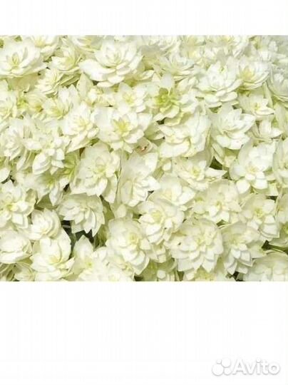 Гортензия махровая Хайес Старбертс