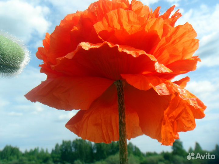 Маки восточные